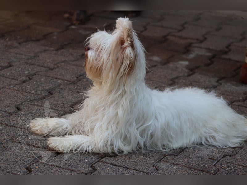Chinese Crested Powder Puff Hündin