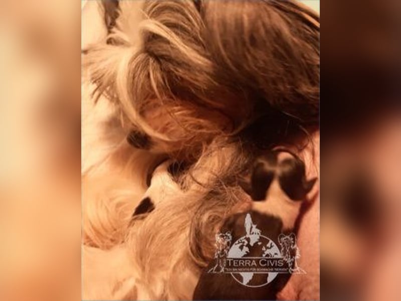Chinese Crested Dog  Welpen aus liebevoller Familienzucht