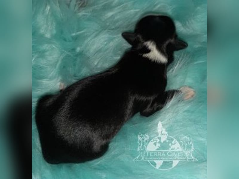 Chinese Crested Dog (Chinesischer Schopfhund) Welpen aus liebevoller Familienzucht