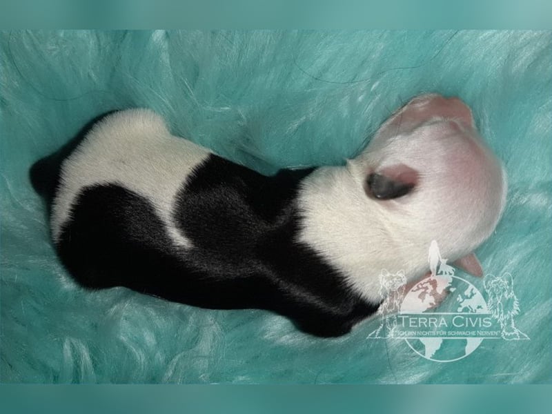 Chinese Crested Dog (Chinesischer Schopfhund) Welpen aus liebevoller Familienzucht