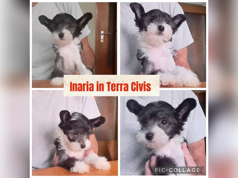 Chinese Crested Dog  Welpen aus liebevoller Familienzucht