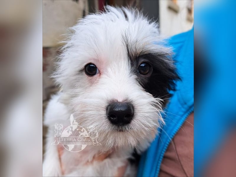 Chinese Crested Dog  Welpen aus liebevoller Familienzucht