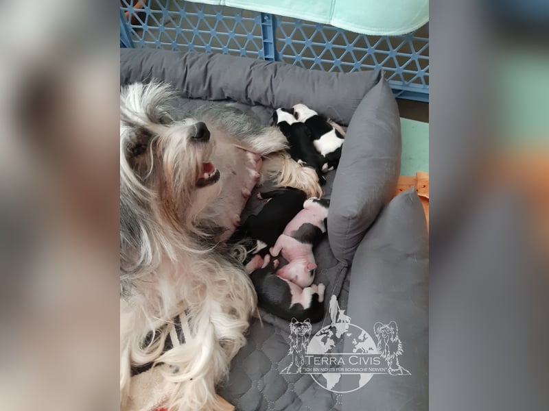 Chinese Crested Dog  Welpen aus liebevoller Familienzucht