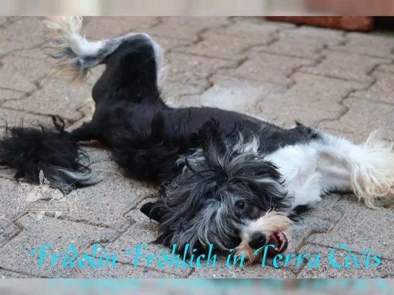 Rüde sucht neuen Wirkungskreis