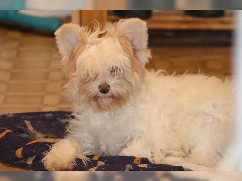 Chinese Crested Powder Puff Hündin