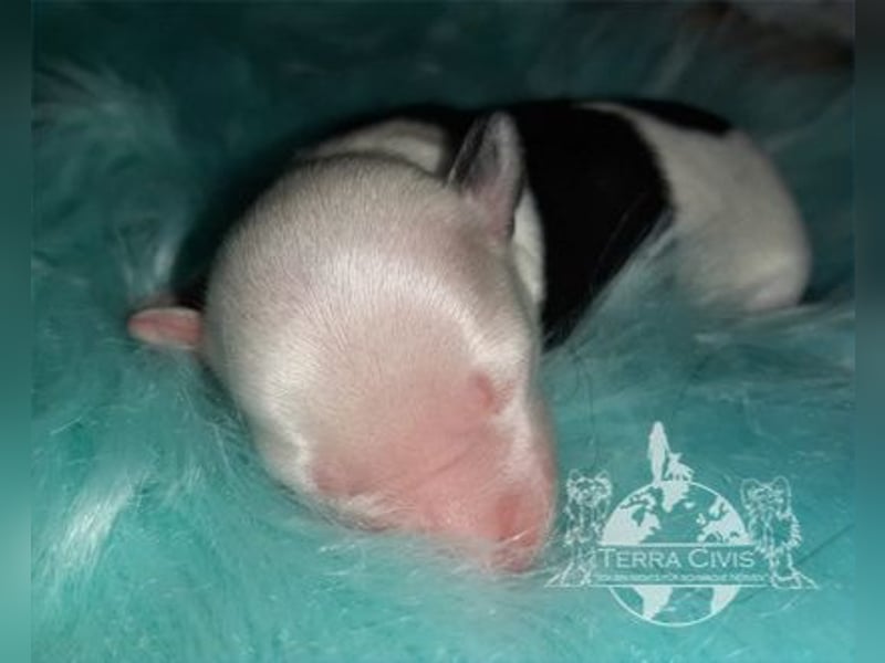 Chinese Crested Dog (Chinesischer Schopfhund) Welpen aus liebevoller Familienzucht