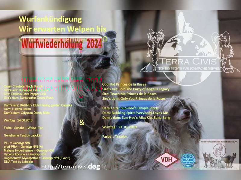 Chinese Crested Powder Puff Hündin