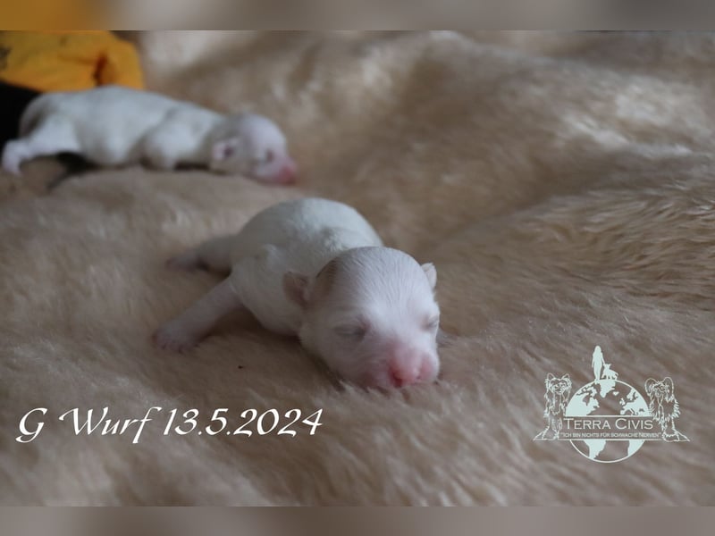 Chinese Crested Powder Puff Hündin