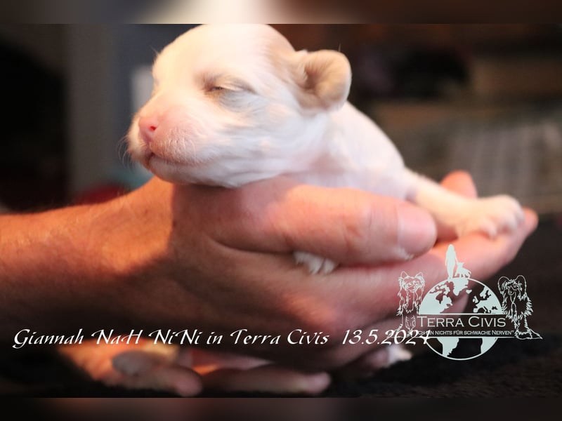 Chinese Crested Powder Puff Hündin