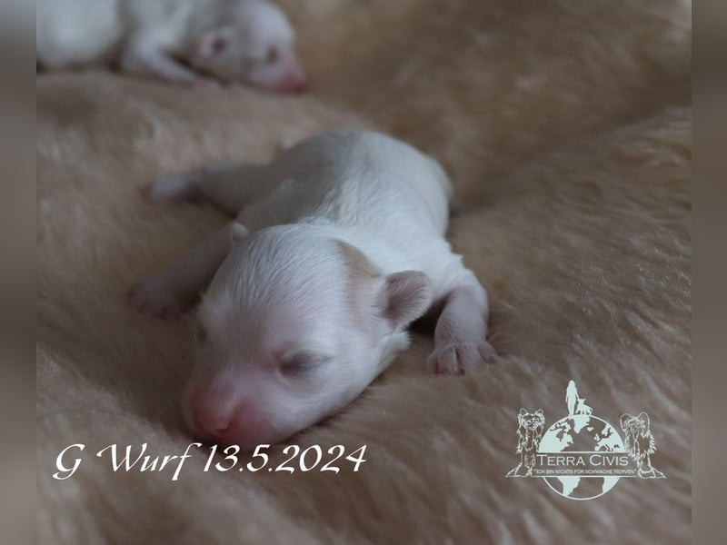 Chinese Crested Powder Puff Hündin