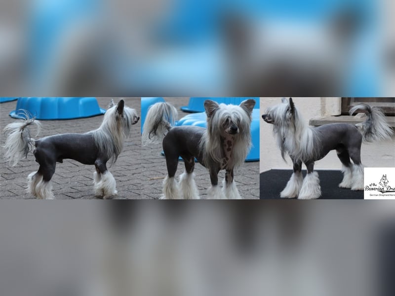 Chinese Crested Powder Puff Hündin