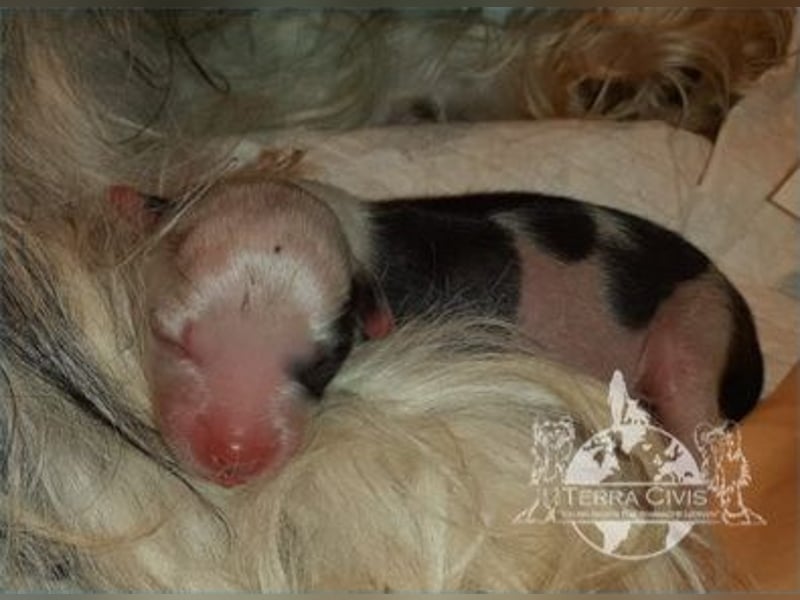 Chinese Crested Dog  Welpen aus liebevoller Familienzucht