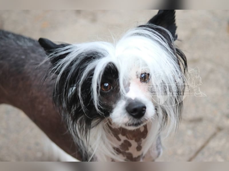 Chinese Crested Dog  Welpen aus liebevoller Familienzucht