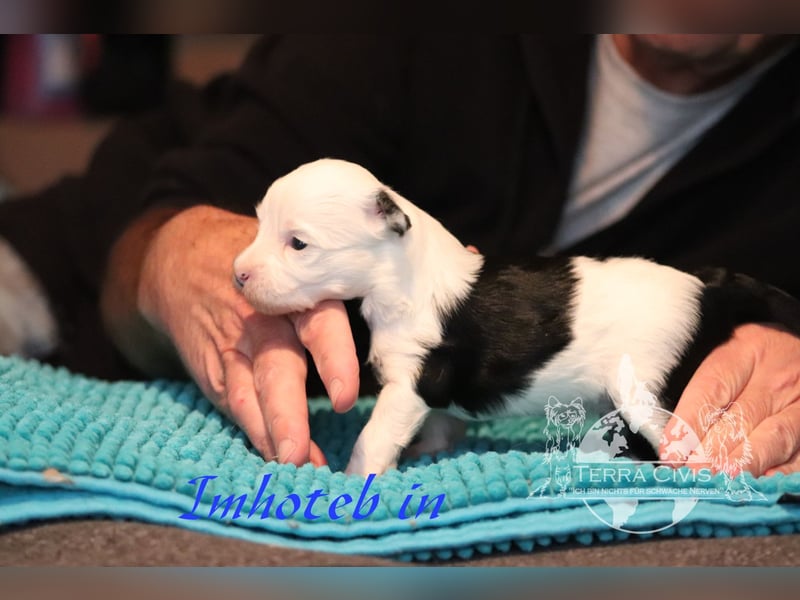 Chinese Crested Dog  Welpen aus liebevoller Familienzucht