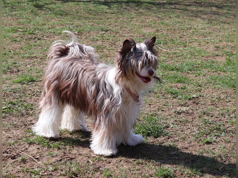 Chinese Crested Powder Puff Hündin