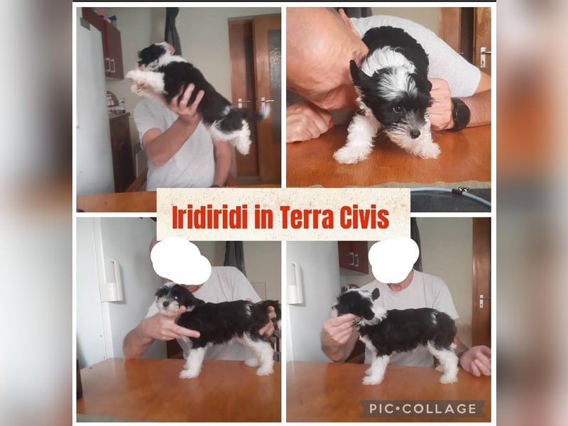 Chinese Crested Dog  Welpen aus liebevoller Familienzucht