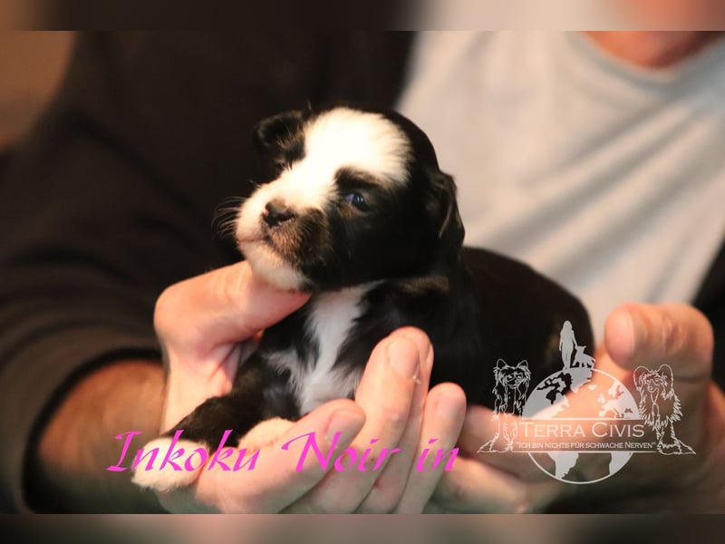 Chinese Crested Dog  Welpen aus liebevoller Familienzucht