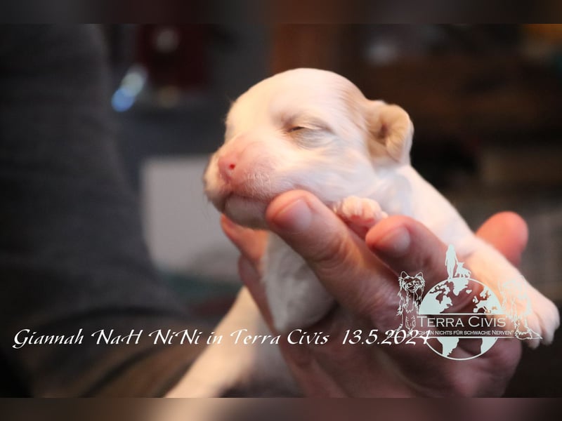 Chinese Crested Powder Puff Hündin