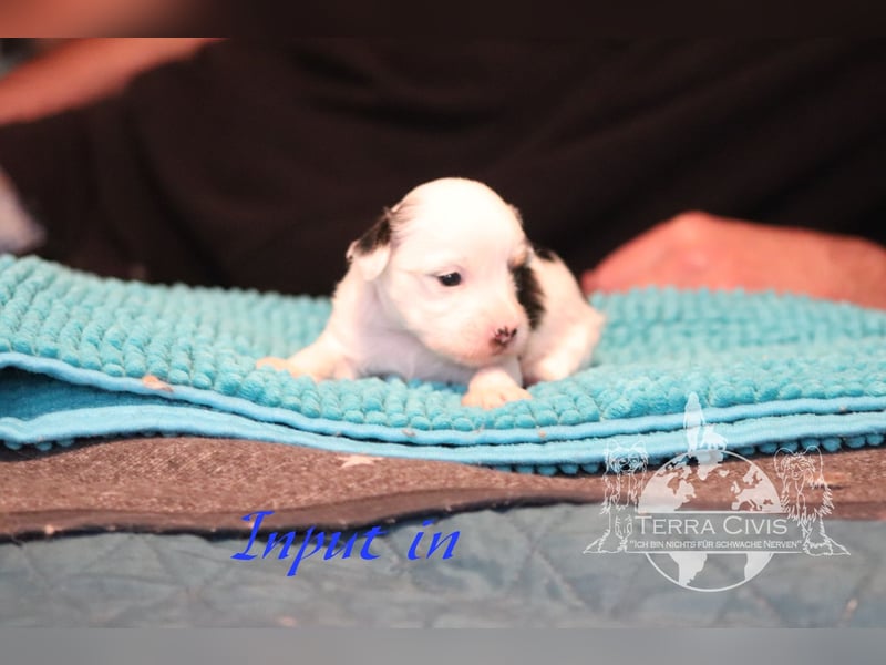 Chinese Crested Dog  Welpen aus liebevoller Familienzucht