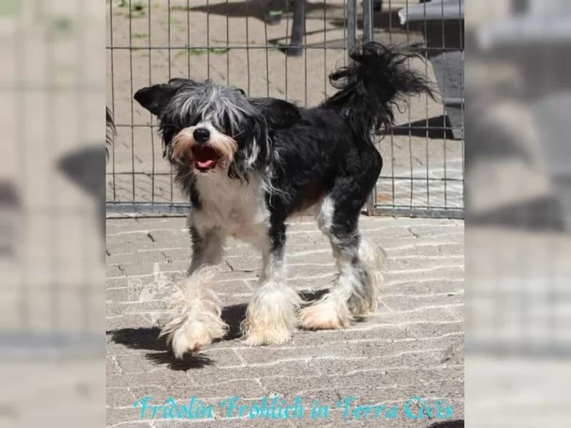 Rüde sucht neuen Wirkungskreis