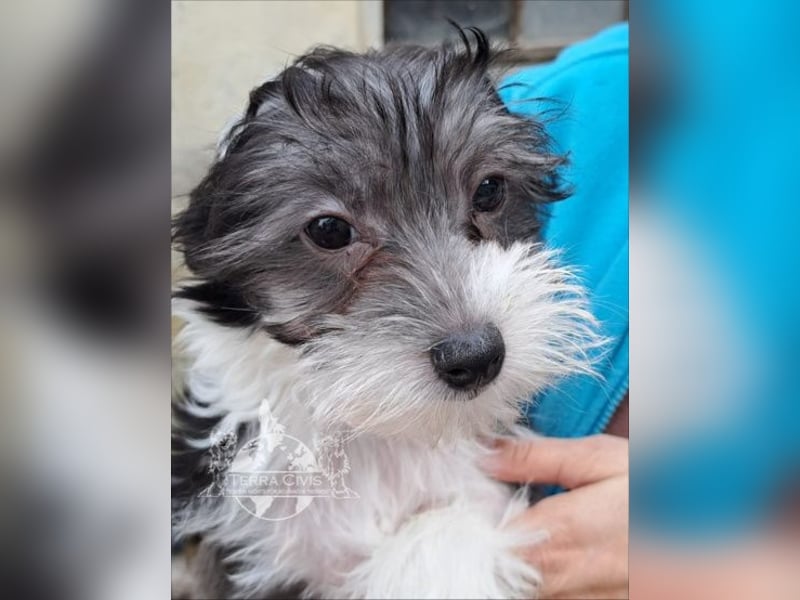 Chinese Crested Dog  Welpen aus liebevoller Familienzucht