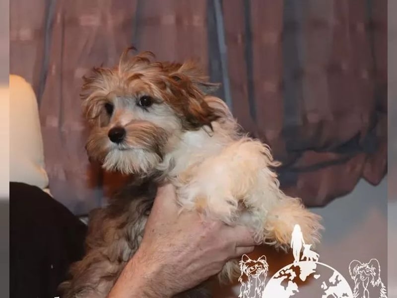 Powderpuff Hündin sucht Dich