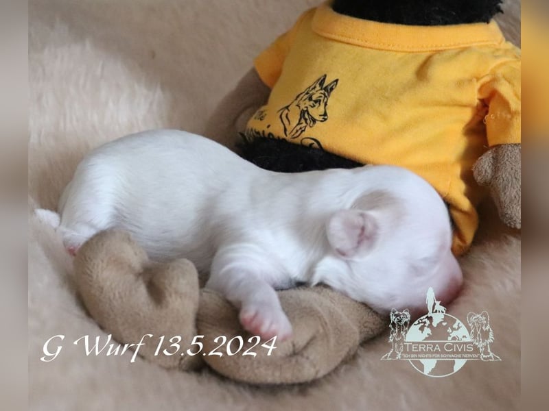 Chinese Crested Powder Puff Hündin