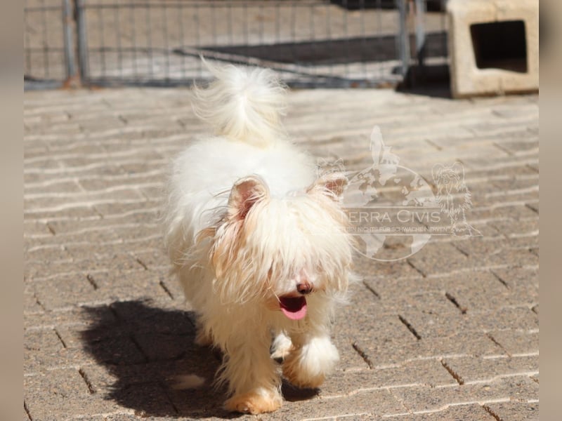 Chinese Crested Powder Puff Hündin