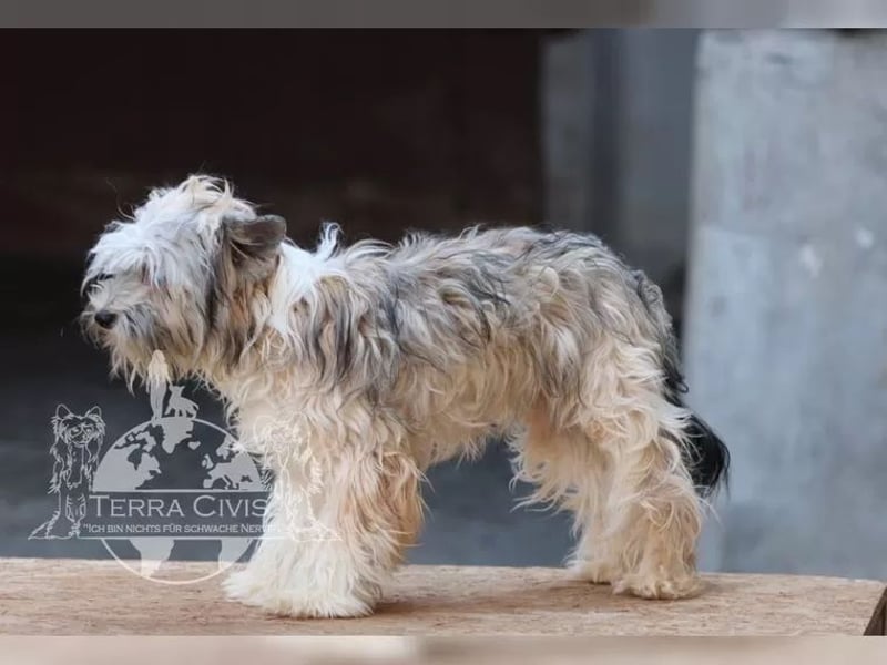 Powderpuff Hündin sucht Dich