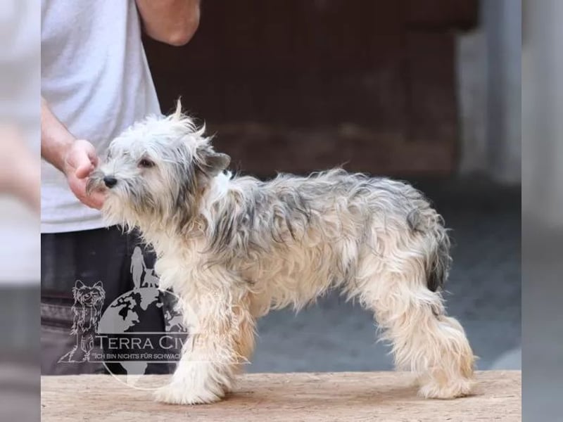 Powderpuff Hündin sucht Dich