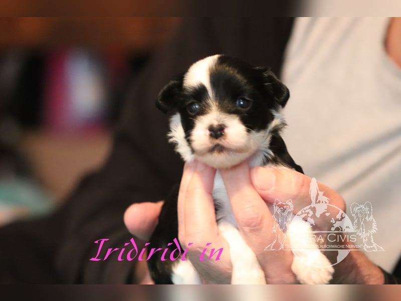 Chinese Crested Dog  Welpen aus liebevoller Familienzucht