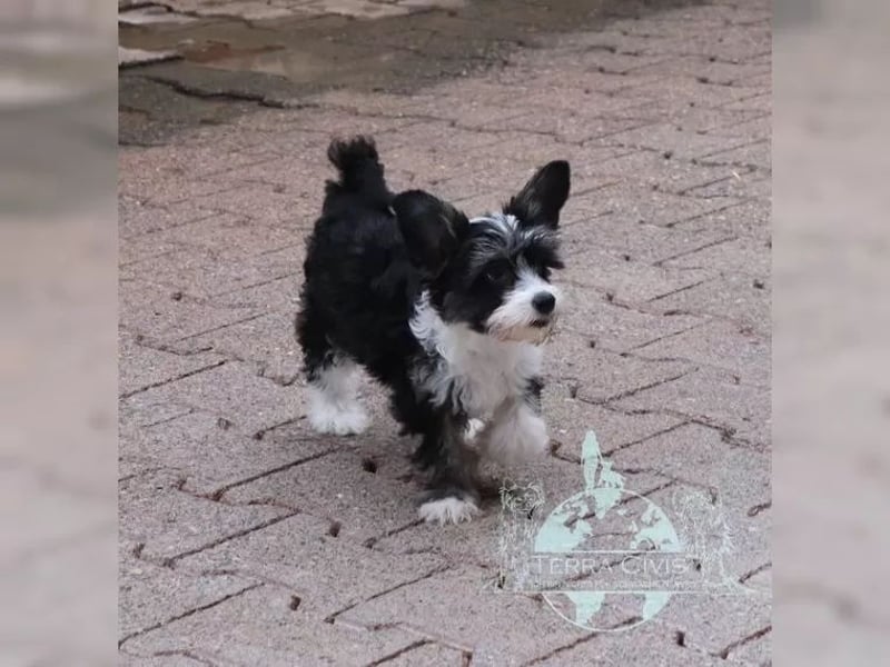 Rüde sucht neuen Wirkungskreis