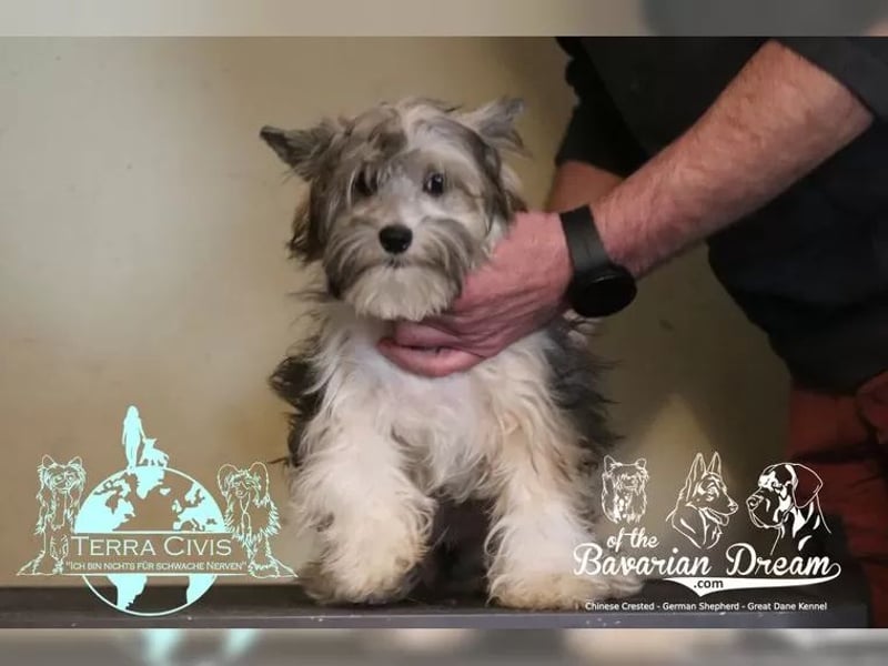 Powderpuff Hündin sucht Dich