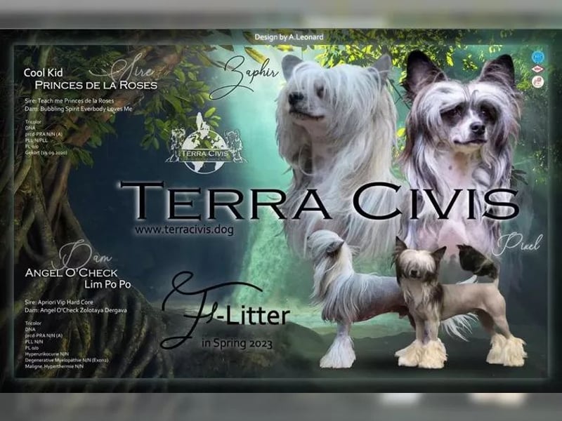 Rüde sucht neuen Wirkungskreis