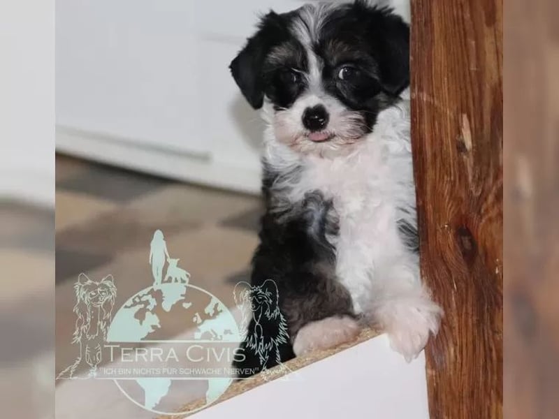 Rüde sucht neuen Wirkungskreis