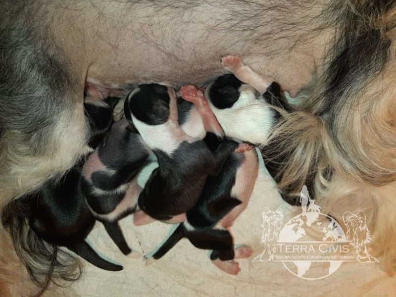 Chinese Crested Dog  Welpen aus liebevoller Familienzucht