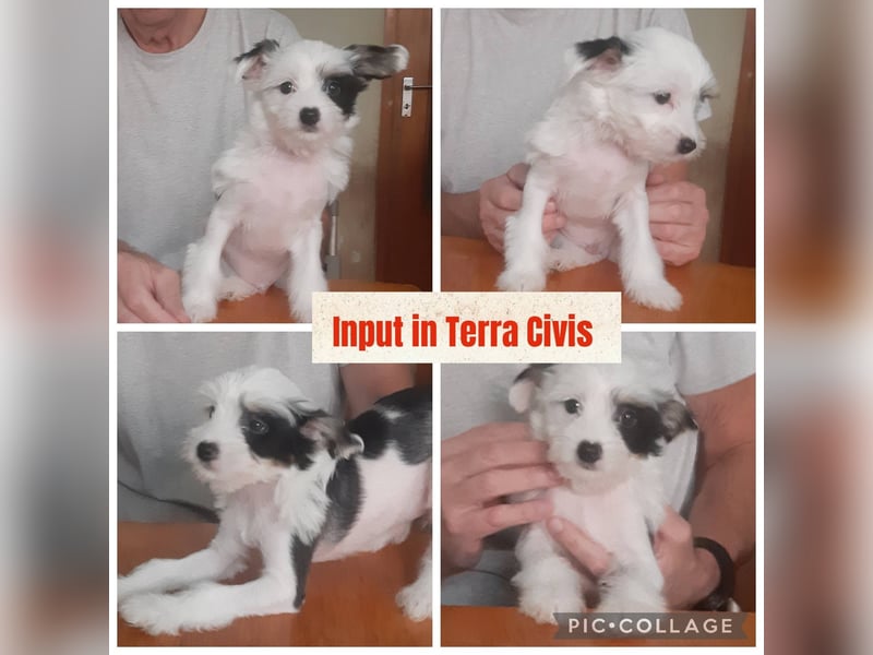 Chinese Crested Dog  Welpen aus liebevoller Familienzucht