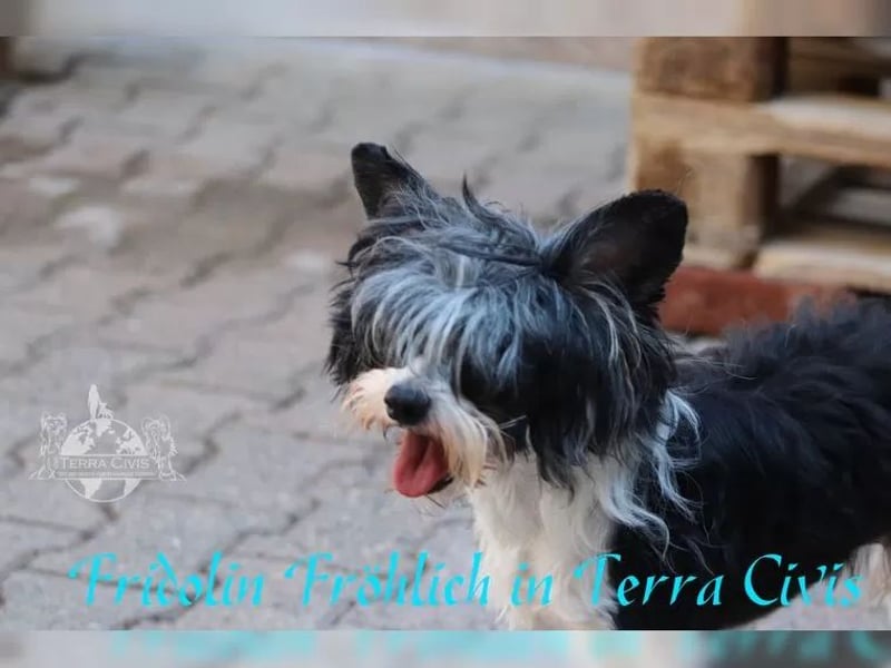 Rüde sucht neuen Wirkungskreis