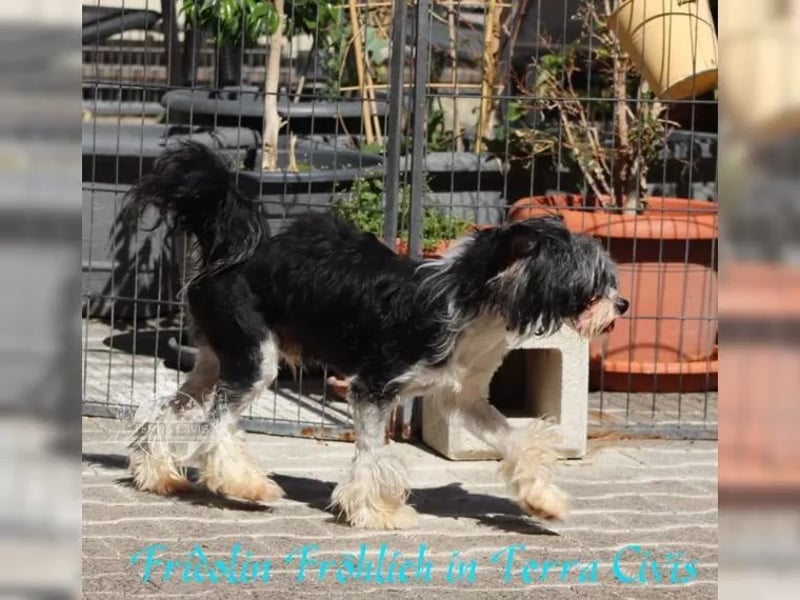 Rüde sucht neuen Wirkungskreis