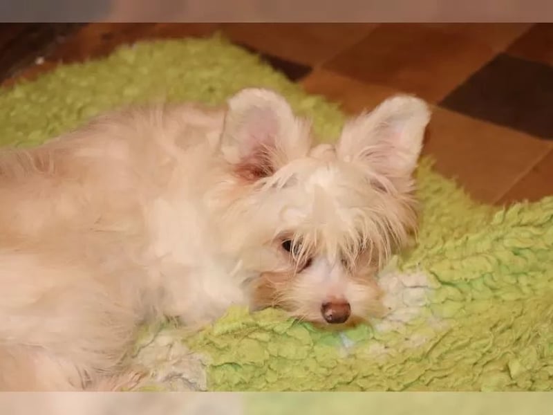 Chinese Crested Powder Puff Hündin