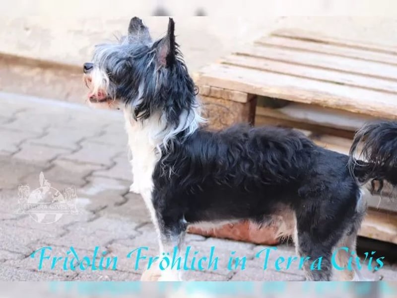 Rüde sucht neuen Wirkungskreis