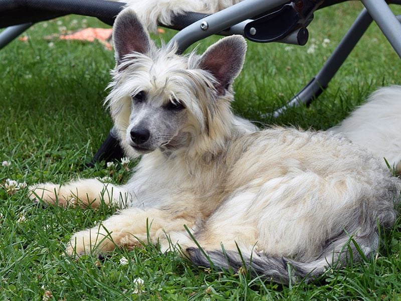 Chinese Crested Dog ~ Powderpuff