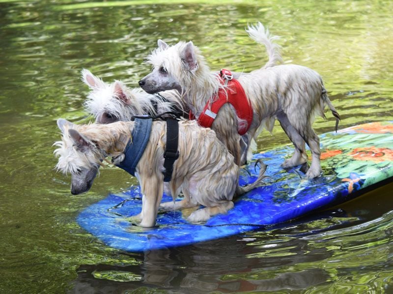 Chinese Crested Dog ~ Powderpuff