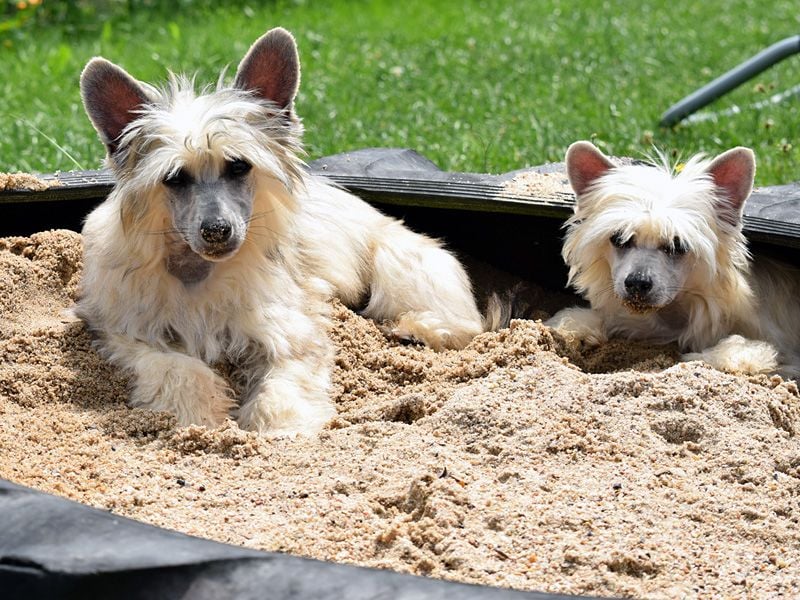 Chinese Crested Dog ~ Powderpuff