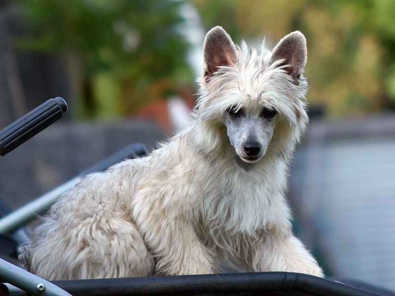 Chinese Crested Dog ~ Powderpuff