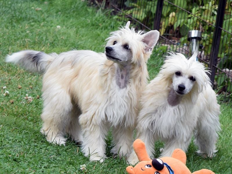 Chinese Crested Dog ~ Powderpuff