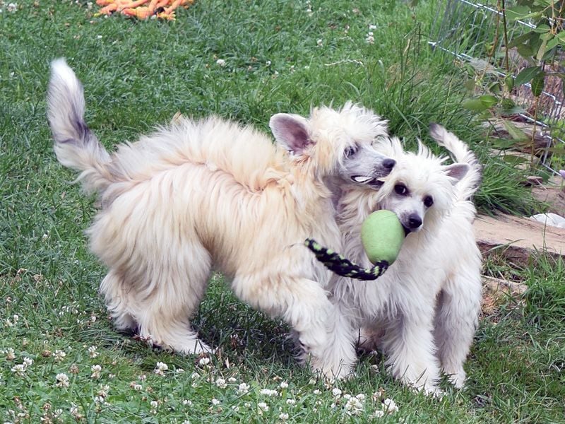 Chinese Crested Dog ~ Powderpuff