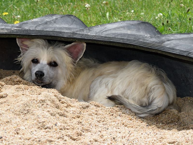 Chinese Crested Dog ~ Powderpuff