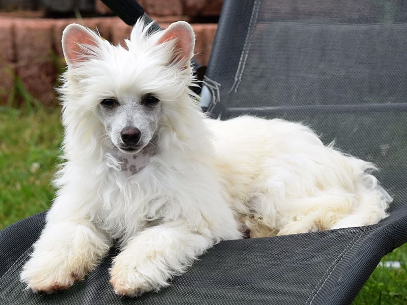 Chinese Crested Dog ~ Powderpuff