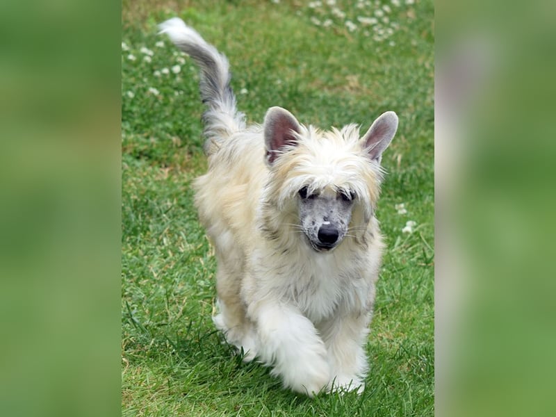Chinese Crested Dog ~ Powderpuff